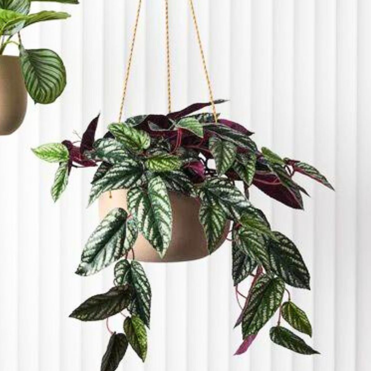 Begonia Rex Hanging Bush in Pot