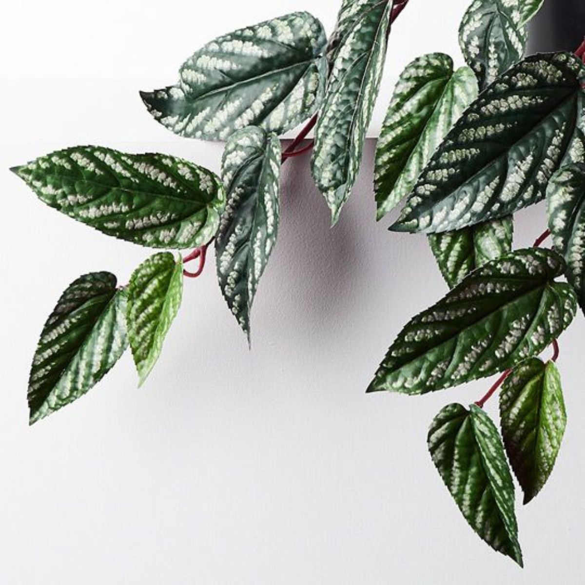 Begonia Rex Hanging Bush in Pot