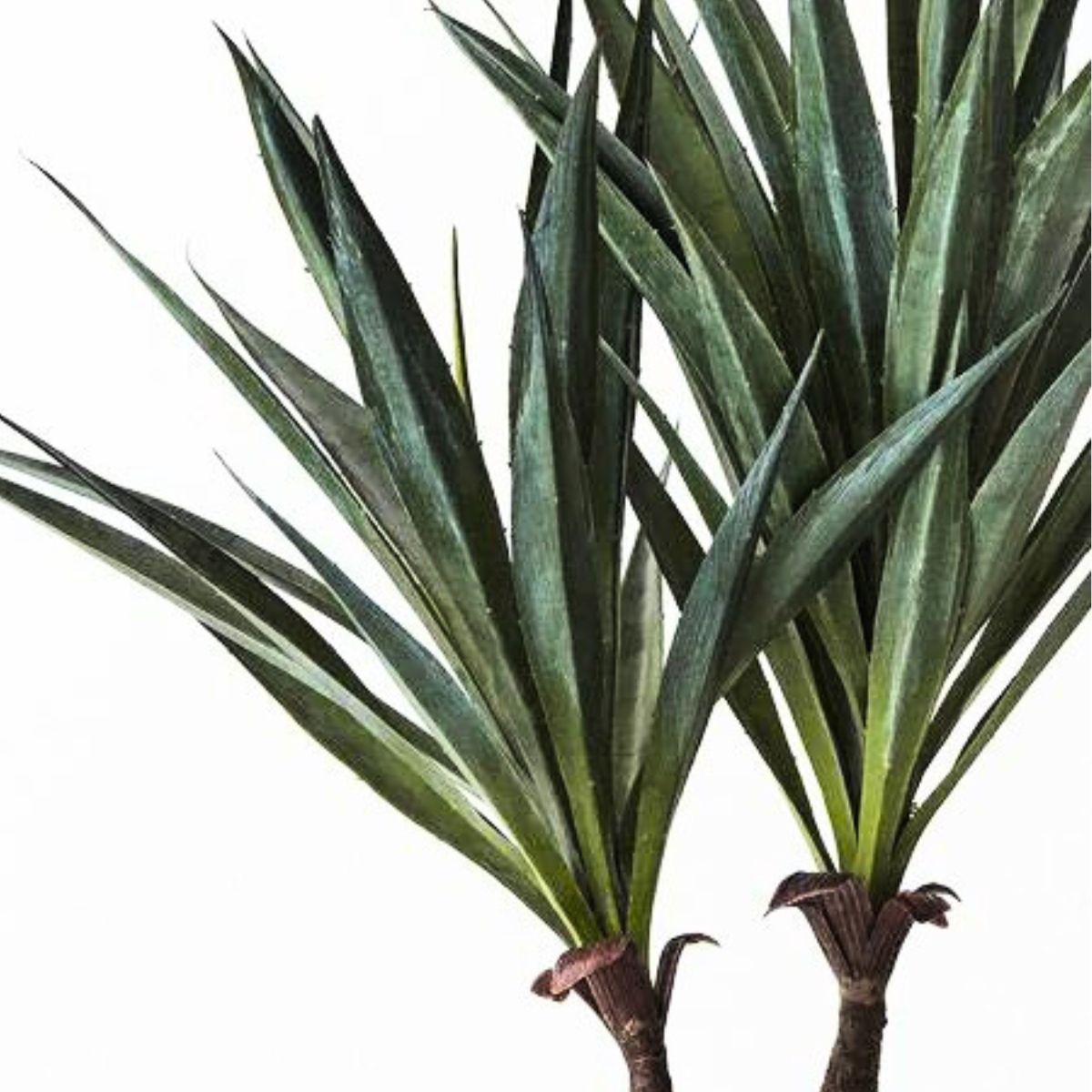 Agave Sisalana Plant